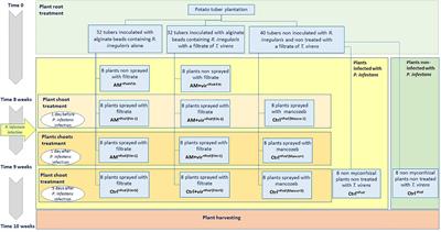 Screening and efficacy evaluation of antagonistic fungi against Phytophthora infestans and combination with arbuscular mycorrhizal fungi for biocontrol of late blight in potato